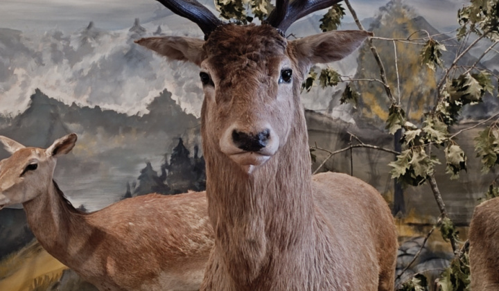 Zobraziť fotografiu