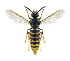 Fotka - Žiadosť o spoluprácu pri mapovaní invázneho druhu sršňa ázijského