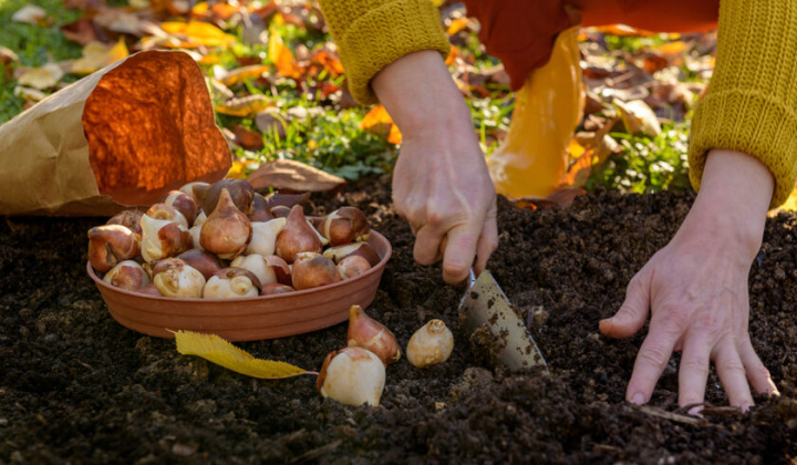 Fotka - Výsadba cibuľovín v Ekocentre Čunovo- pozvánka