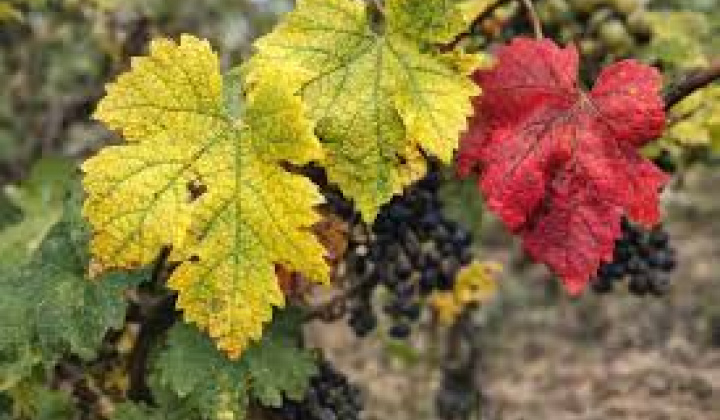 Fotka - Upozornenie na klamlivé a zavádzajúce informácie o ochrane vinohradov pri výskyte karanténneho ochorenia - zlaté žltnutie viniča